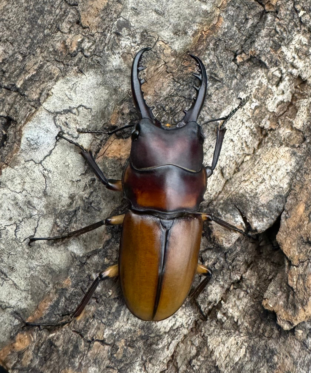 【WF1】《ブルイジンノコギリ タリアブ島産 38mm ペア》Moro氏ブリード個体