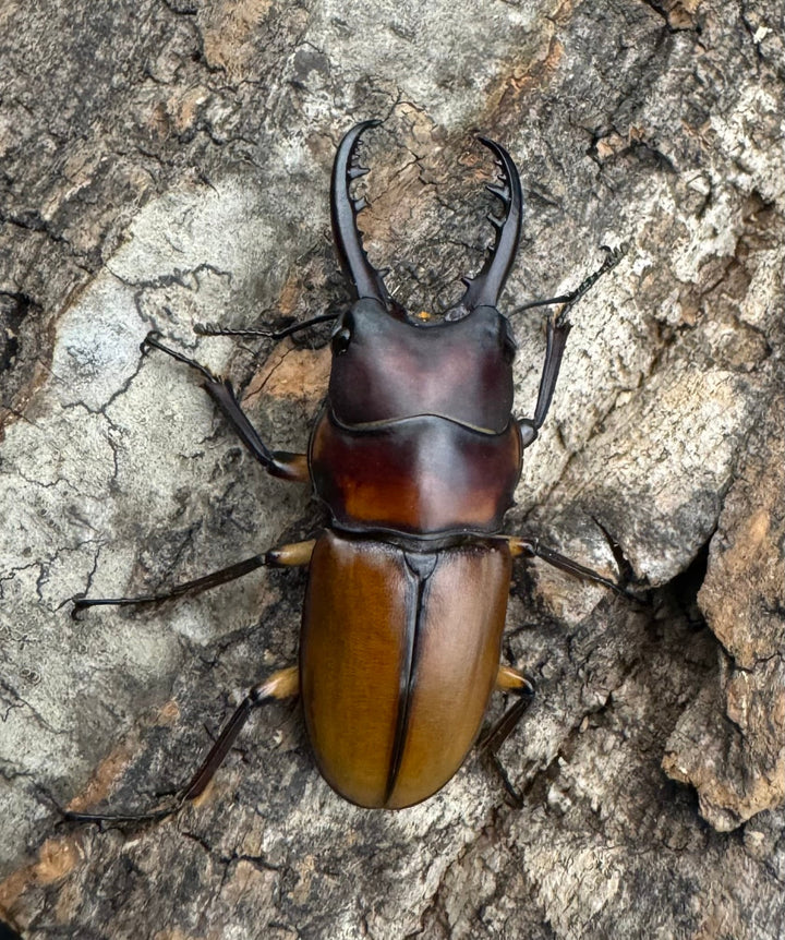 【WF1】《ブルイジンノコギリ タリアブ島産 38mm ペア》Moro氏ブリード個体