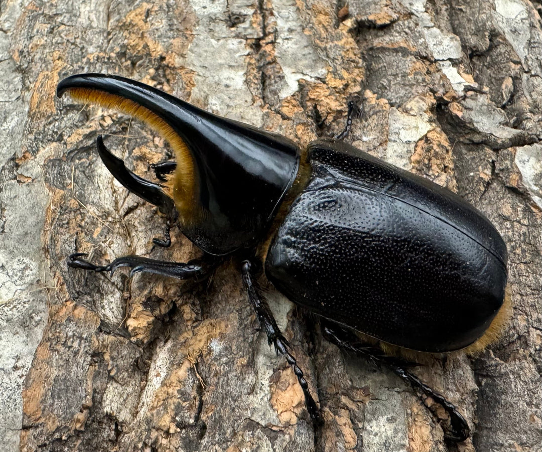 即ブリ《サタンオオカブト 82.5mm ペア》