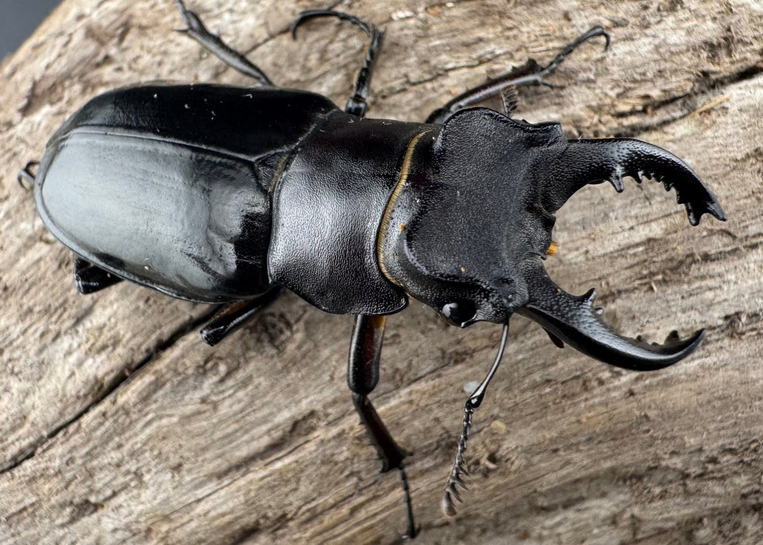 【WF1】《クリイロミヤマ 秀林郷産 44mm ペア》