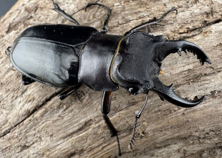 【WF1】《クリイロミヤマ 秀林郷産 44mm ペア》