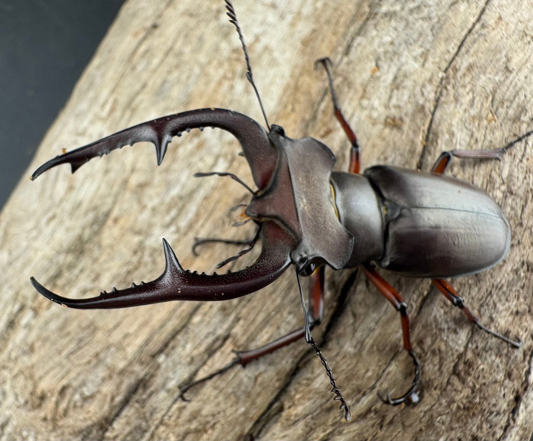 【WD】《デューベイアヌスミヤマ ssp. 60mm ペア》