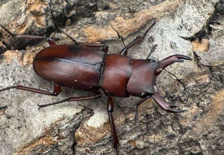 【WD】美麗種《ヨンレンセスジ 21mm ペア》