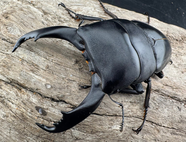 【WF1】《北カマリネスヒラタクワガタ 91.5mm ペア》