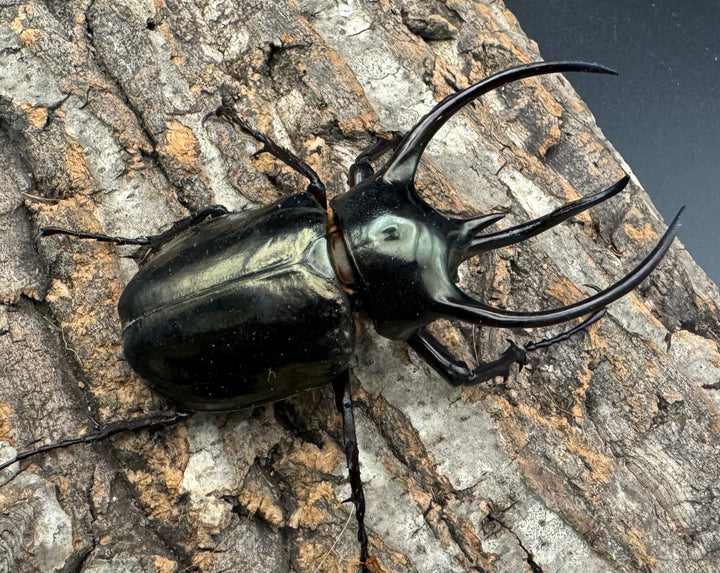 【WD】良型《ミンダナオアトラスオオカブト 94mm ペア》