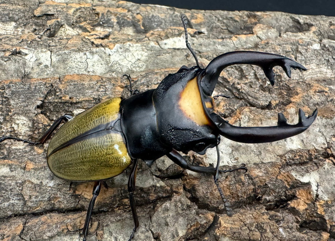 【WD】《ラコダールツヤクワガタ 75mm ペア》