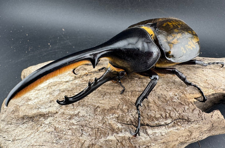 《 ヘラクレス・モリシマイ 煌血統アウトライン 117mm ♂単》inohiro109氏ブリード個体