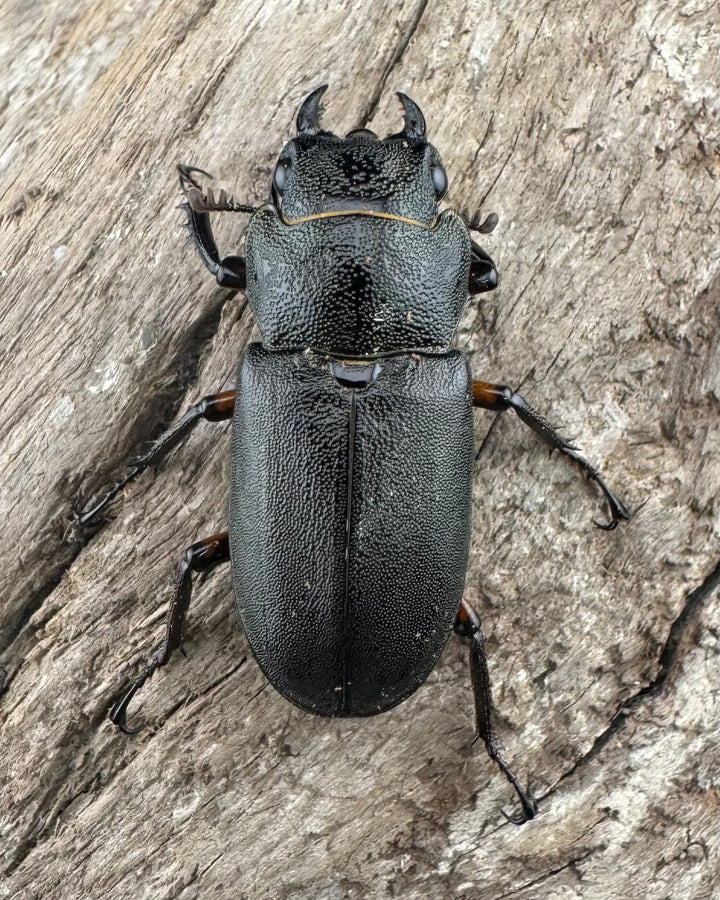 《エラフスホソアカ 52.5mm ペア》