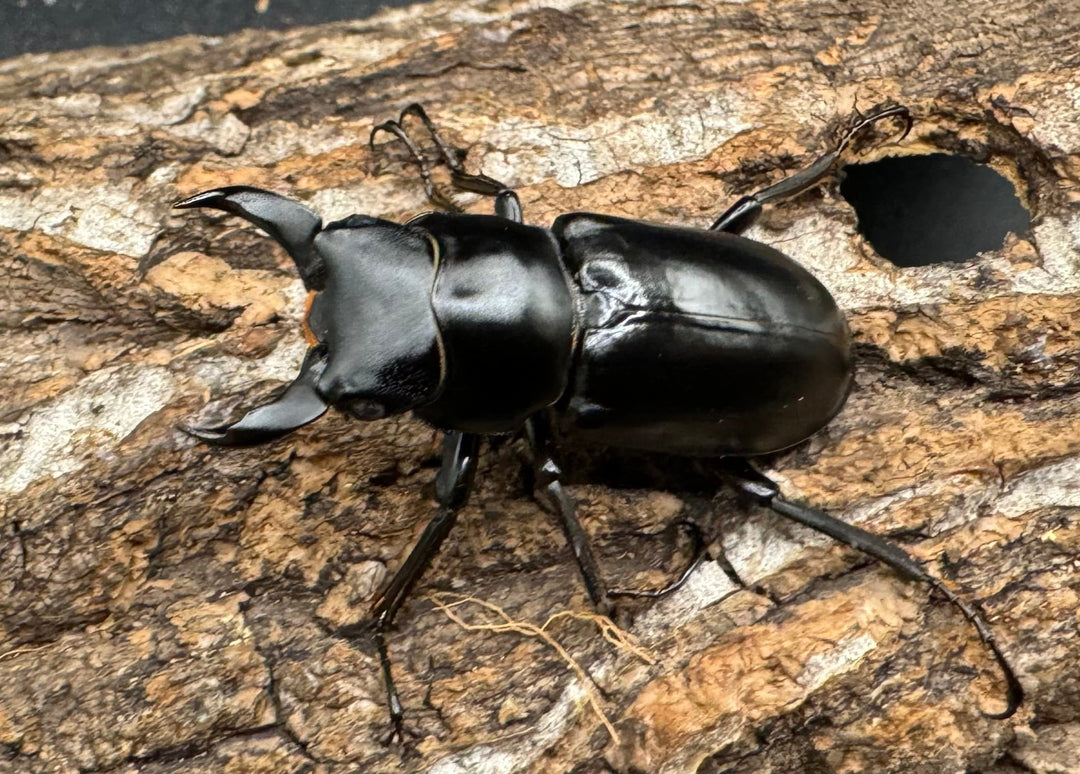 【WD】《ブラナウンコクワ 福貢県産 38mm ペア》