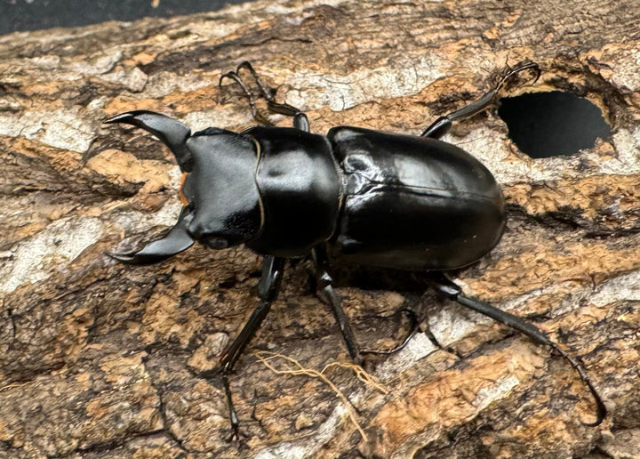 【WD】《ブラナウンコクワ 福貢県産 38mm ペア》