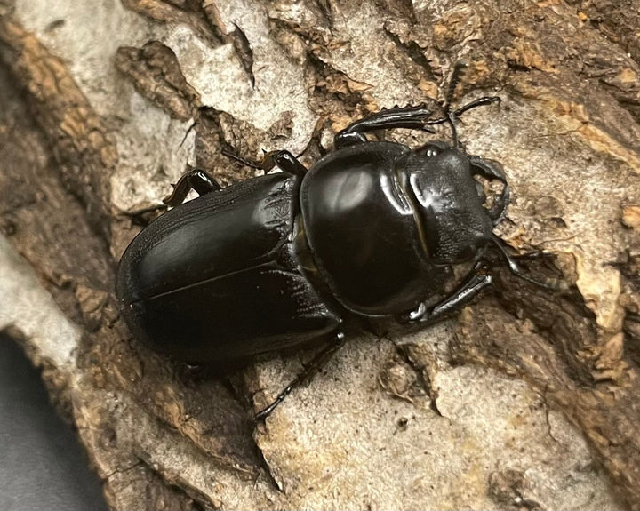 【WD】貴重産地《ドルクス ヤクシャ 30mm ♀単》