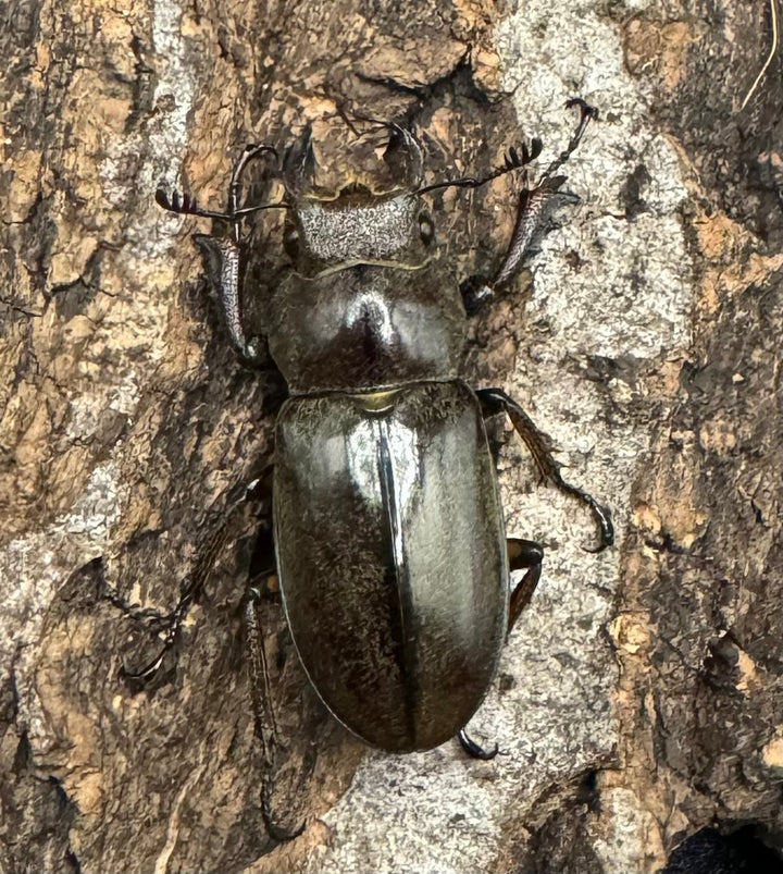 【WD】《ルックミヤマ 62mm ペア》