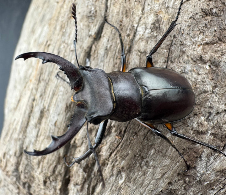 【WD】《シセンミヤマクワガタ 36mm ♂♀♀トリオ》