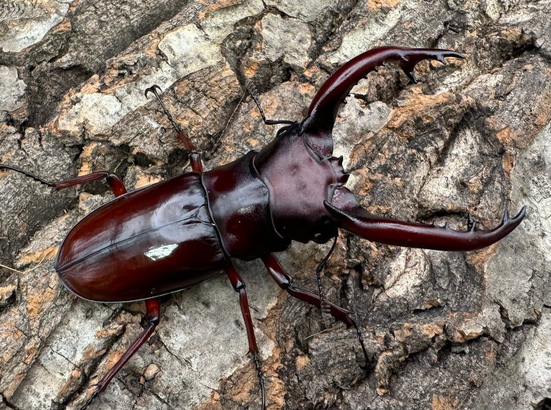 《フォルスターフタマタ亜種ニシ 75.5mm ♂♀♀トリオ》