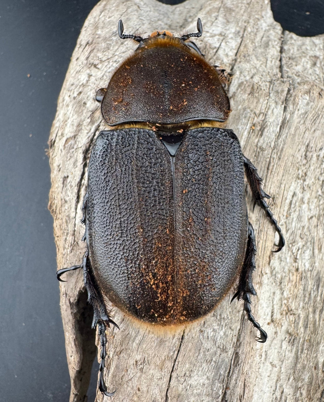 《ヘラクレス・ヘラクレス 152mm ペア》