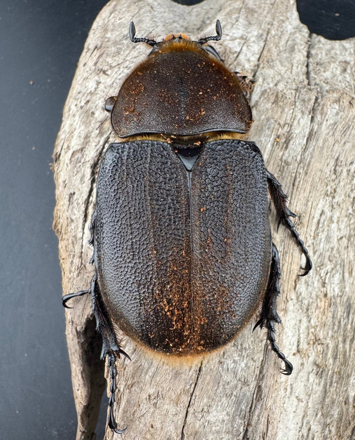 《ヘラクレス・ヘラクレス 152mm ペア》