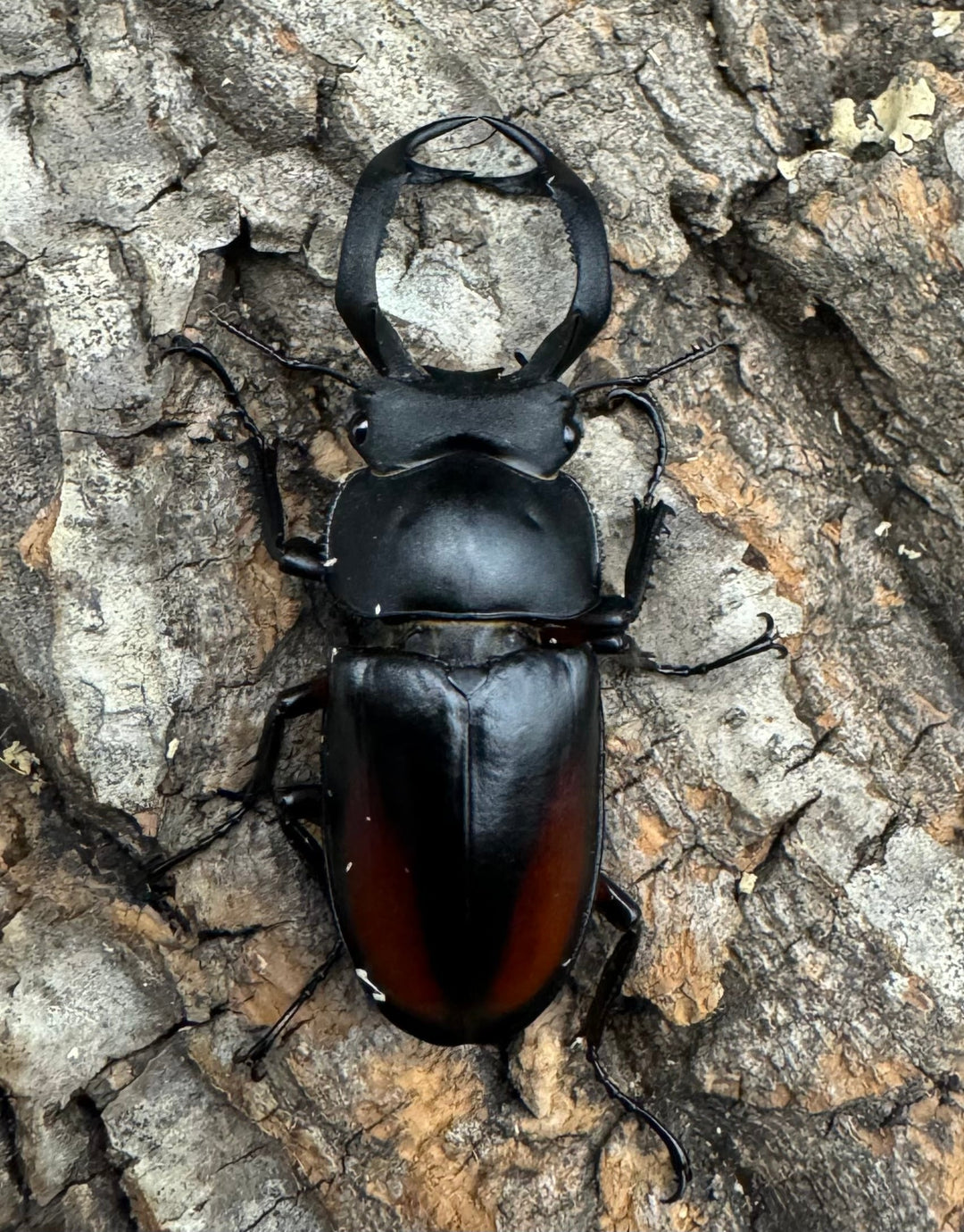 【WF4】《海南シカクワガタ 47mm ペア》Moro氏ブリード個体