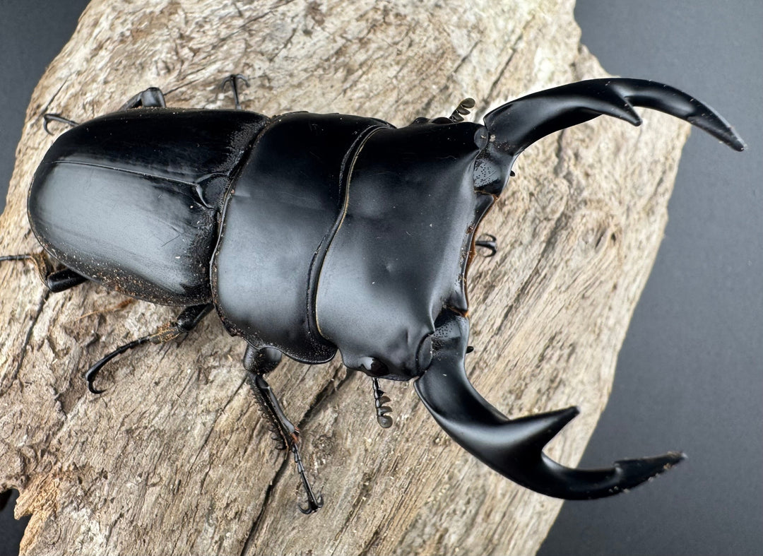 【WD】《クルビデンスオオクワ原名亜種 70mm ペア》