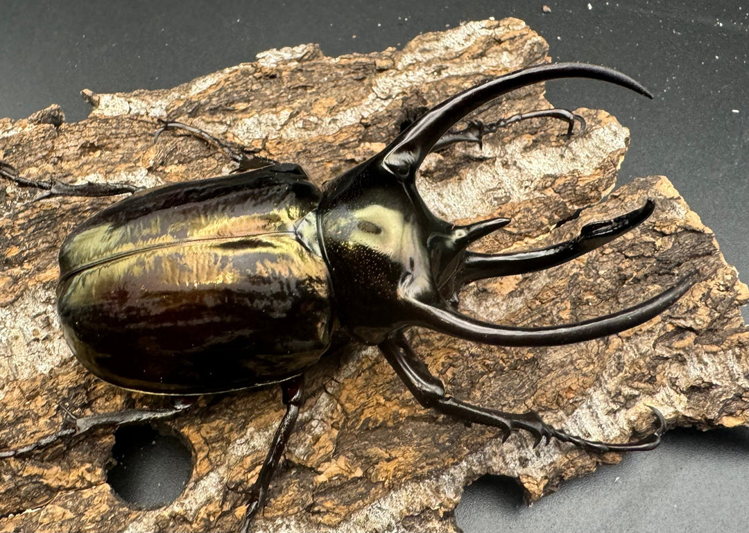 【WD】《ミンダナオアトラスオオカブト 88mm A’品ペア+おまけB♀単付き》