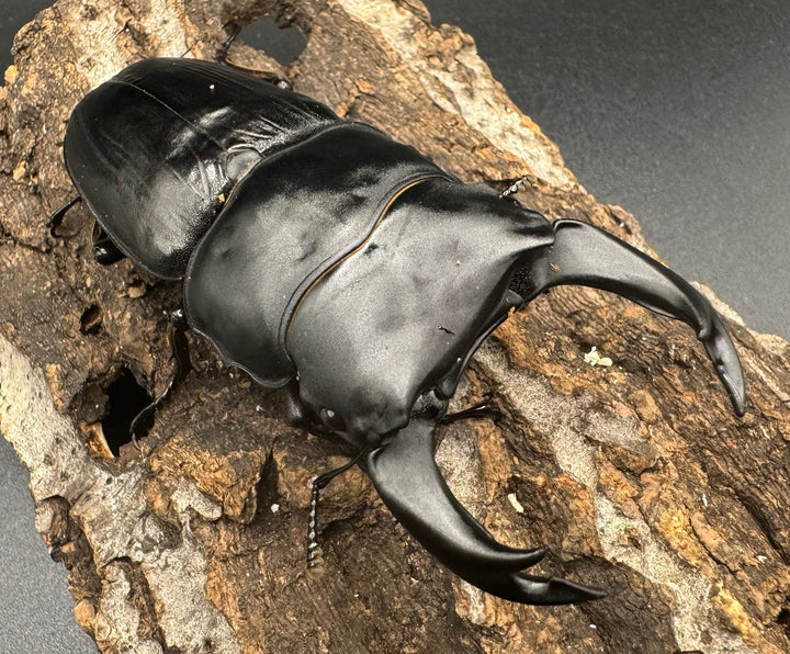 《オオクワガタ 川西血統 78mm ペア》ヒート氏ブリード個体