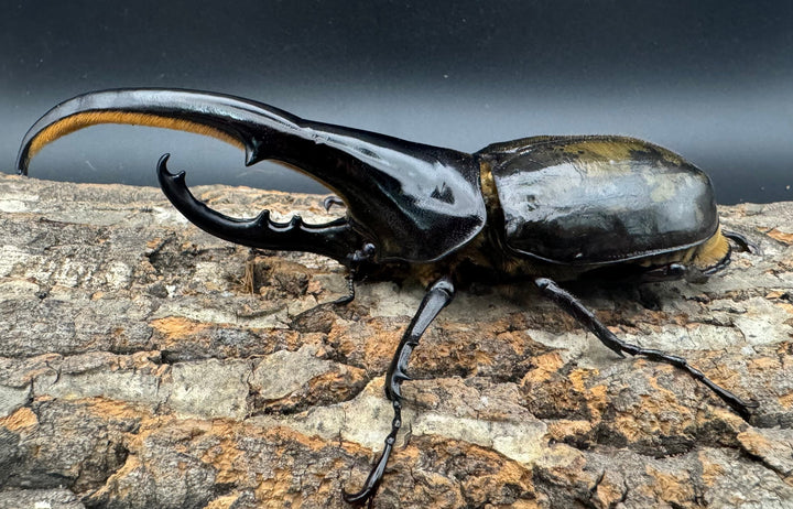 《ヘラクレス・ヘラクレス 144mm ペア》