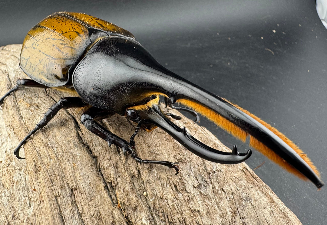 《 ヘラクレス・モリシマイ 煌血統アウトライン 123mm ペア》inohiro109氏ブリード個体