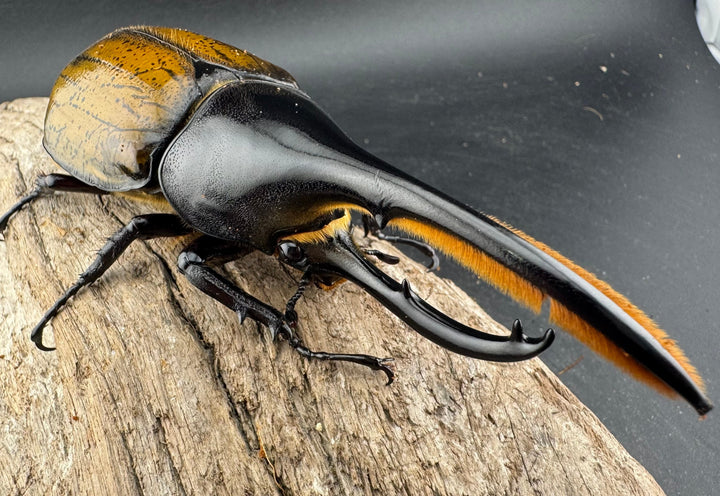 《 ヘラクレス・モリシマイ 煌血統アウトライン 123mm ペア》inohiro109氏ブリード個体