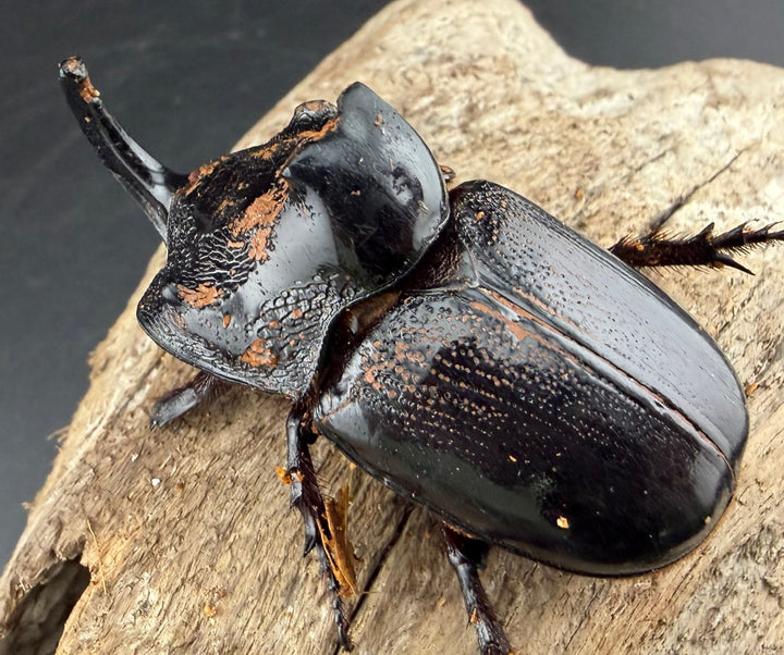 【WD】《マルタバンメンガタカブト 60mm A'品ペア》