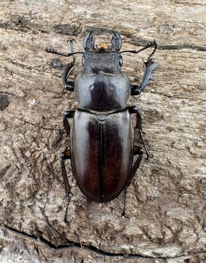 【WD】大型《ウーイーミヤマクワガタ 41.5mm ♂♀♀トリオ》