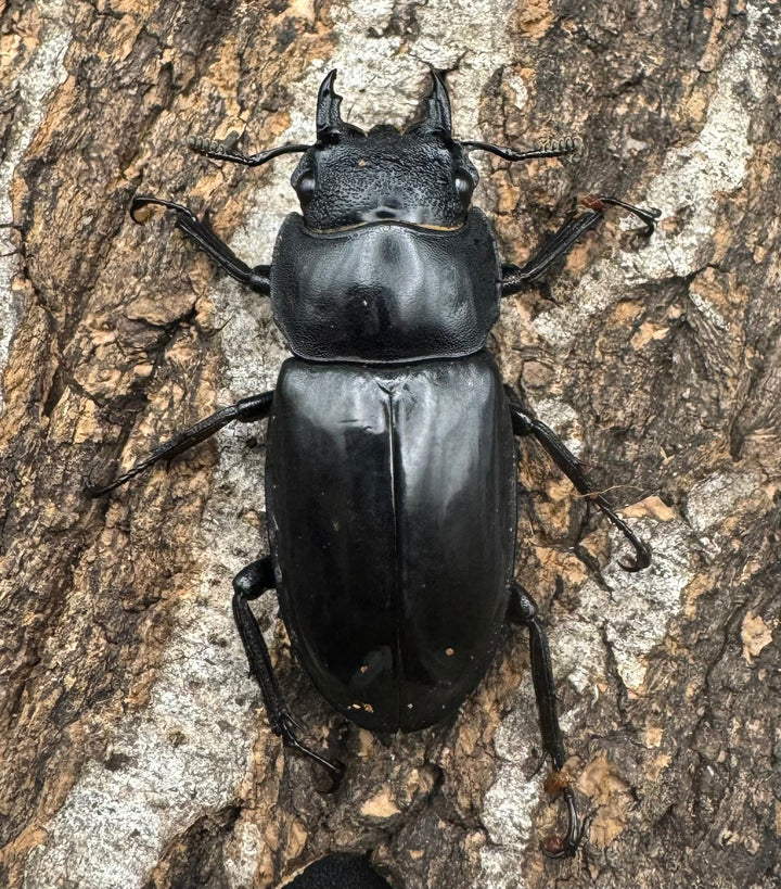 【WD】《マンディブラリスフタマタ 98mm ペア》