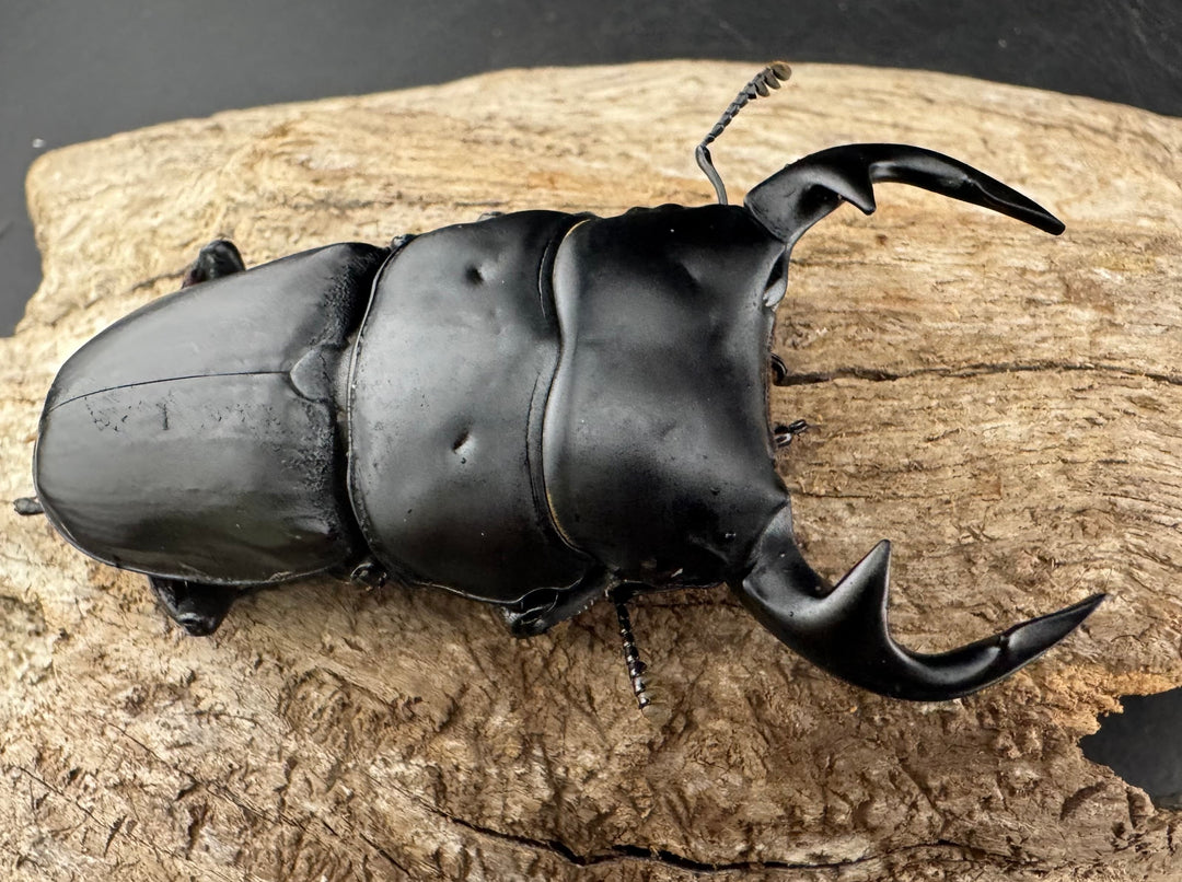 《インドグランディス亜種moriyai Garda93.3血統 73.5mm ペア》