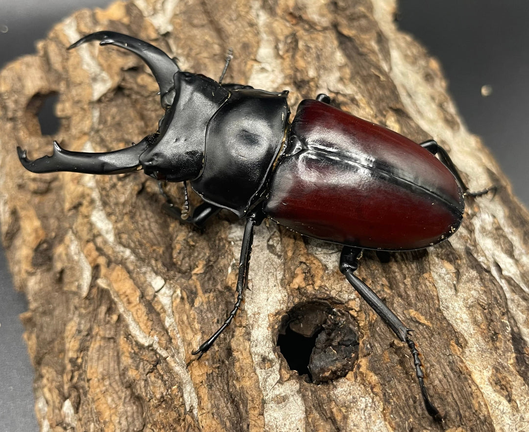 【WD】《雲南産ドンキエルコクワ原名亜種 76mm ♂単》