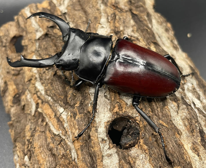 【WD】《雲南産ドンキエルコクワ原名亜種 76mm ♂単》