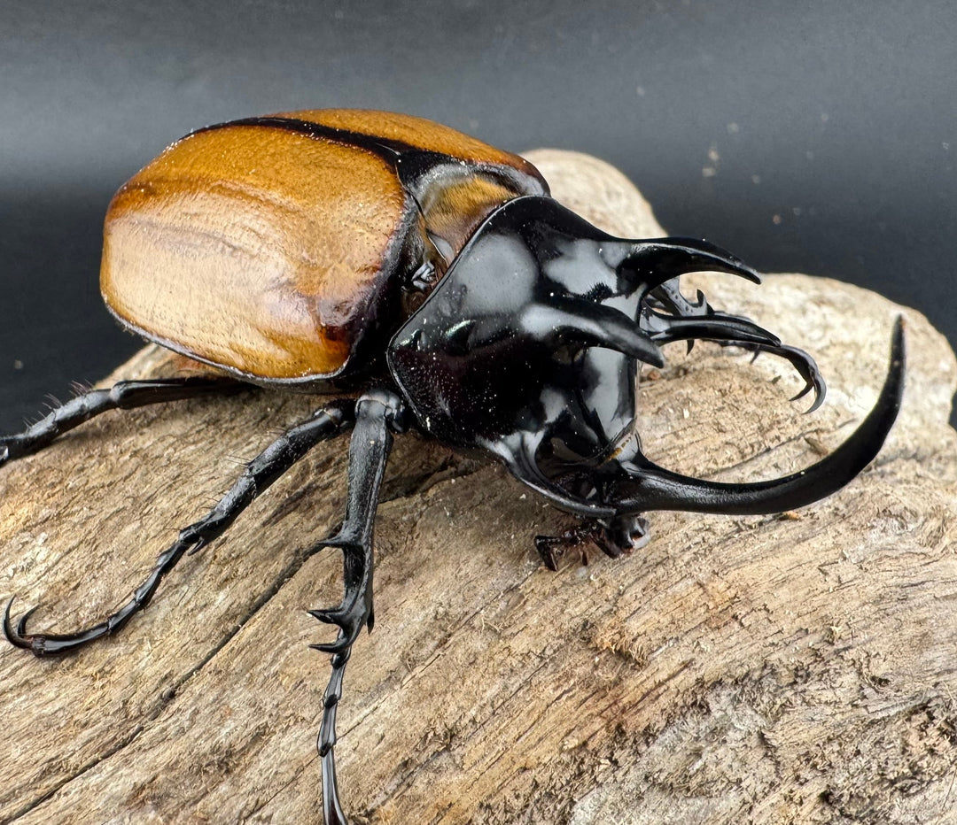 【WD】《ゴホンツノカブト原名亜種 ラオス産 75.5mm ペア》