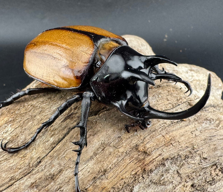 【WD】《ゴホンツノカブト原名亜種 ラオス産 75.5mm ペア》