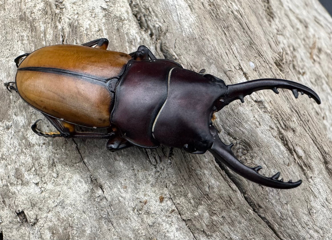 【WD】《ブルイジンノコギリ ペレン島産 39mm ペア》