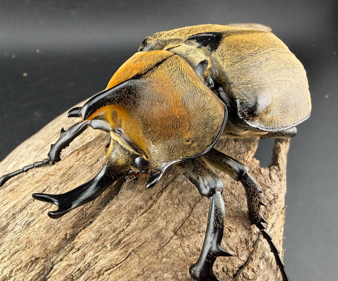 《ギアス ルンバッシャー 87mm ペア》