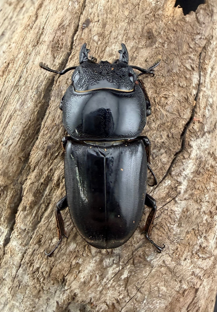 【WD】《スマトラオオヒラタ アチェ産 90.5mm ペア》