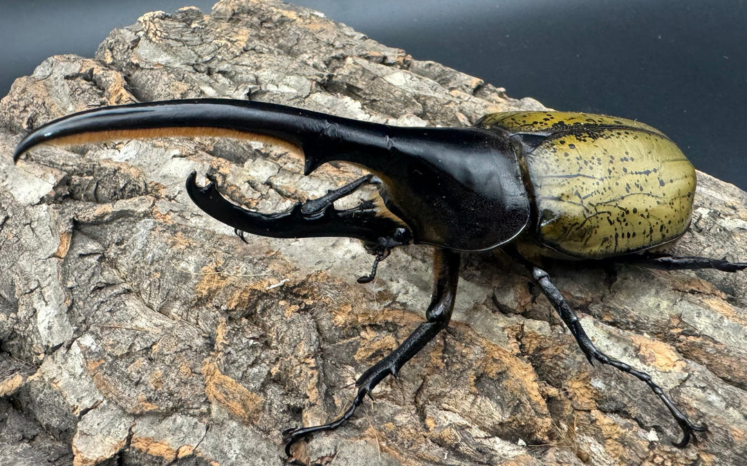 《ヘラクレス・ヘラクレス 145mm ペア》