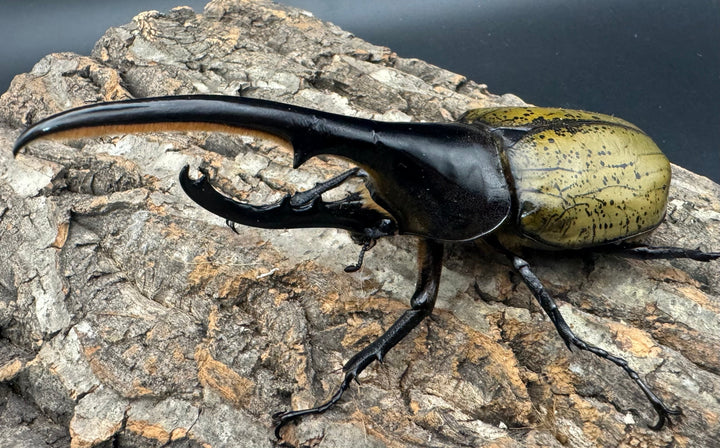 《ヘラクレス・ヘラクレス 145mm ペア》