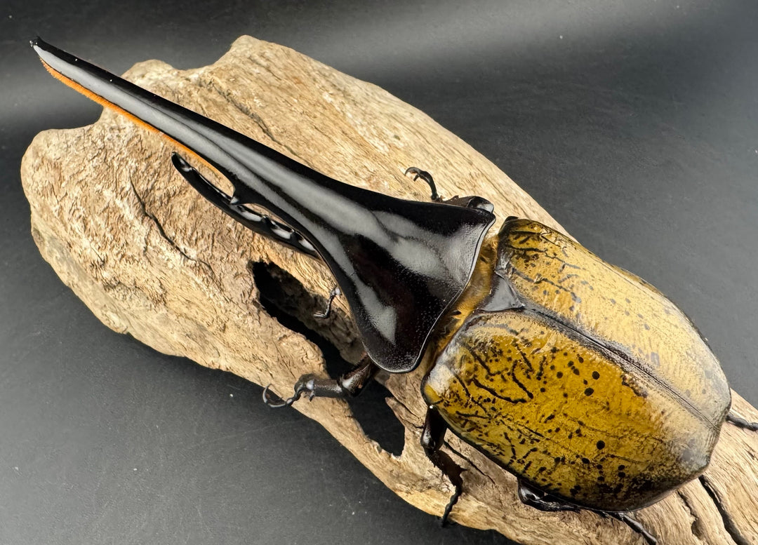 即ブリ《ヘラクレス・ヘラクレス 優良血統 149mm ペア》