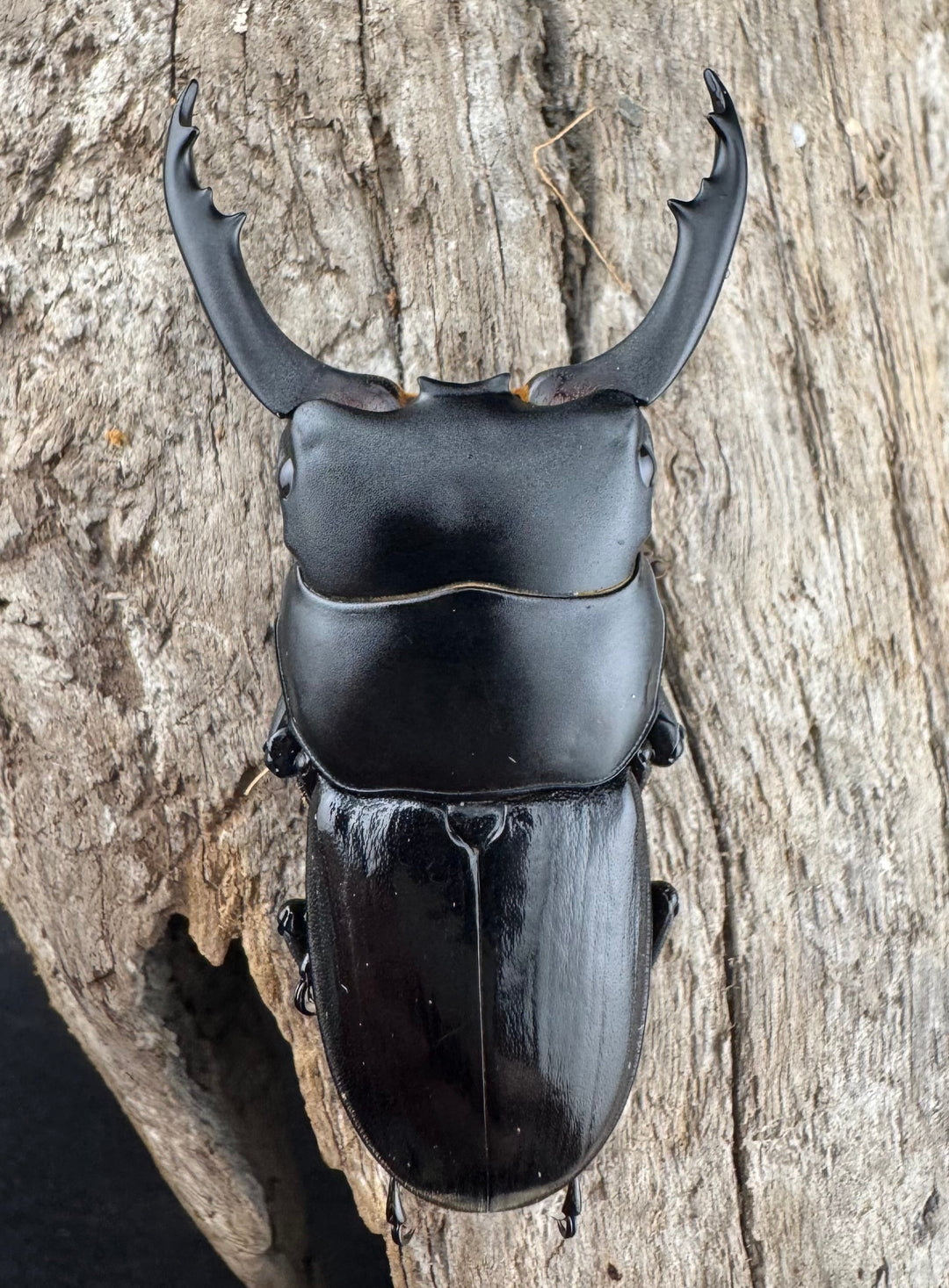 【WD】《ドルクス ティティウス チベット産 49mm ペア》