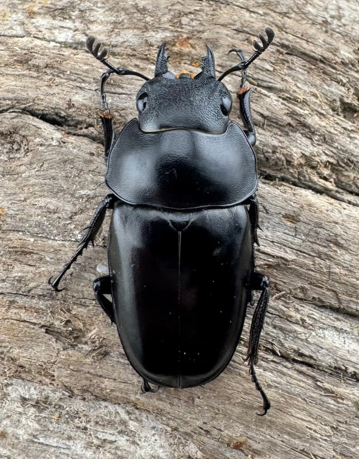 【WD】《ポレクトゥスノコギリクワガタ 51mm ♂♀♀トリオ》