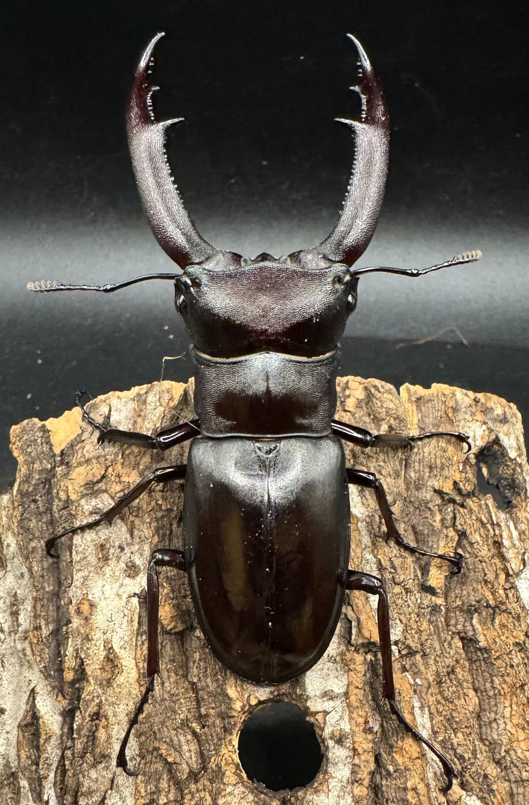 【WD】《マンディブラリスフタマタ 95mm ペア》