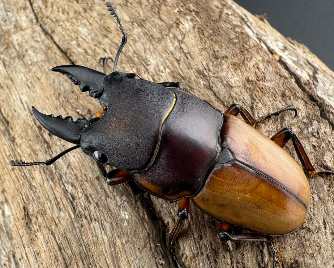 【WD】《ラテラリスノコギリ亜種バヤニー 41.5mm ペア》