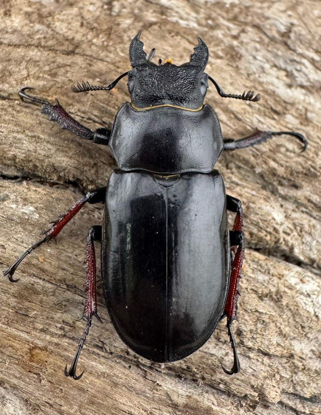 【WD】《チェンミヤマ メトク産 34.5mm ♀単》