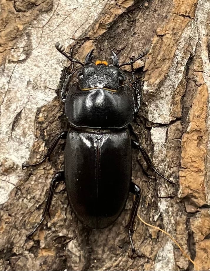 【WD】《グラキリスノコギリヒラタクワガタ 47.5mm ペア》