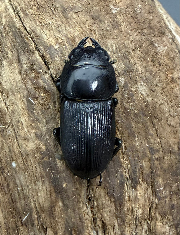 【WD】《ケルブルスヒラタ ハザン産 46.5mm ペア》