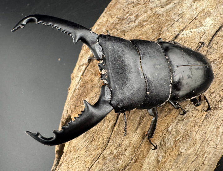 【WD】《ミンダナオヒラタ マラグサン産 91mm ペア》