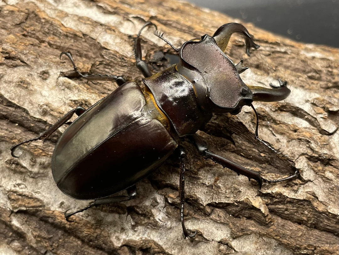 【WD】《フライミヤマクワガタ 73mm ペア》